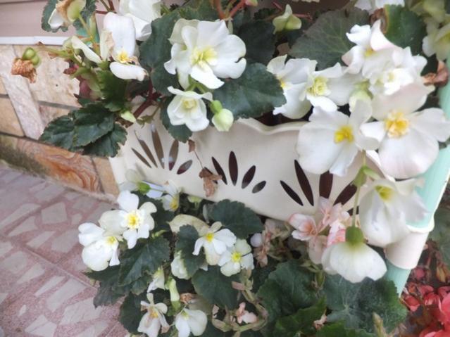 Name:  DSCF9515.jpg
Views: 288
Size:  49.1 KB