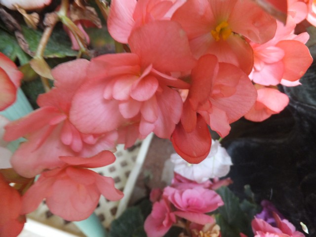 Name:  DSCF9520.jpg
Views: 259
Size:  67.4 KB