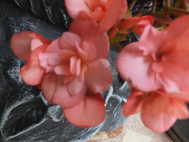 Name:  DSCF9521.jpg
Views: 256
Size:  37.1 KB