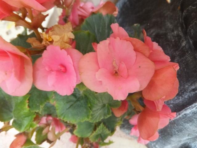 Name:  DSCF9523.jpg
Views: 268
Size:  37.7 KB