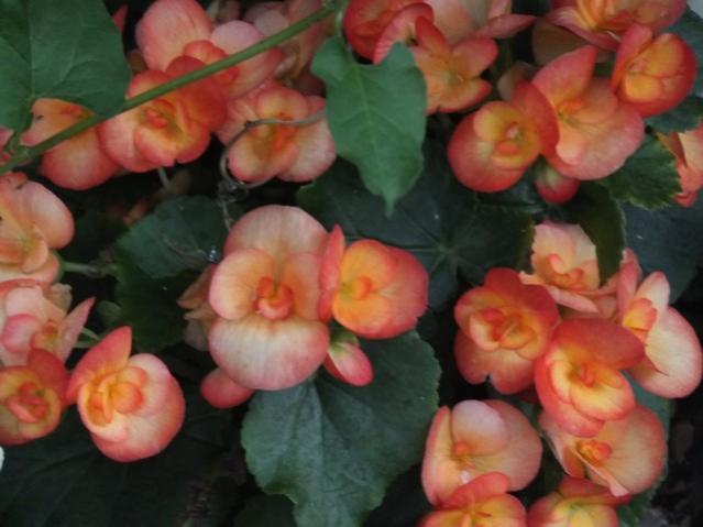Name:  DSCF9524.jpg
Views: 254
Size:  36.7 KB