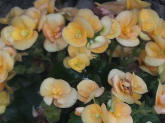 Name:  DSCF9525.jpg
Views: 276
Size:  64.2 KB