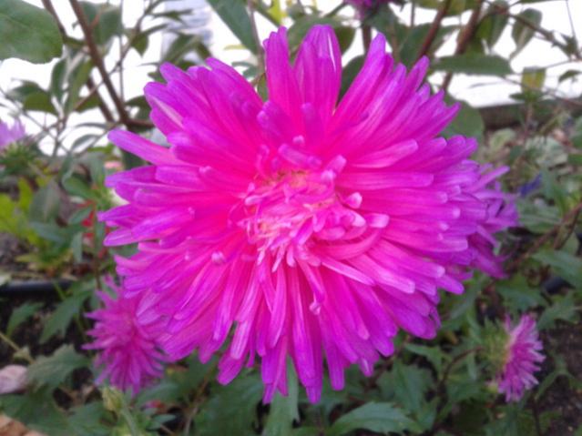 Name:  20130906_191600.jpg
Views: 501
Size:  45.9 KB