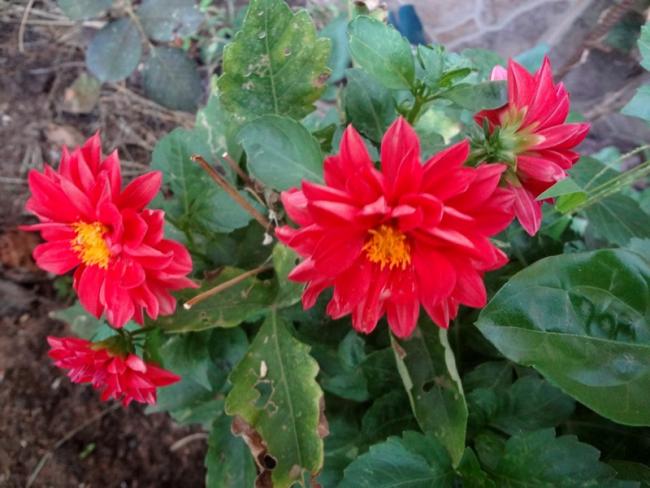 Name:  dahlia.jpg
Views: 672
Size:  49.0 KB