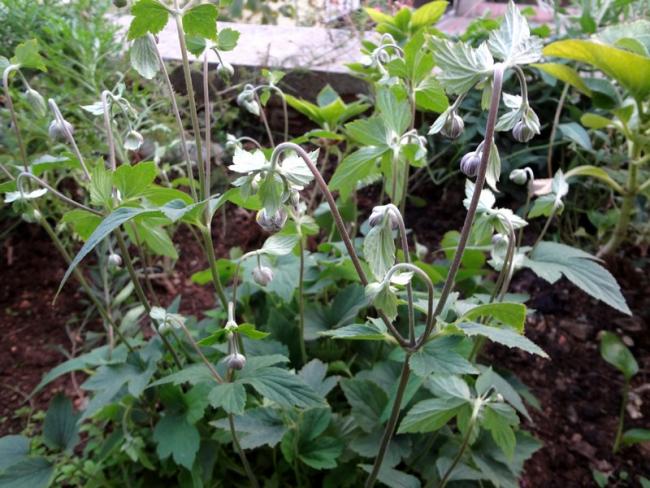 Name:  anemon japonica.jpg
Views: 682
Size:  65.1 KB