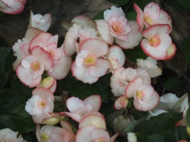 Name:  DSCF9526.jpg
Views: 227
Size:  34.6 KB