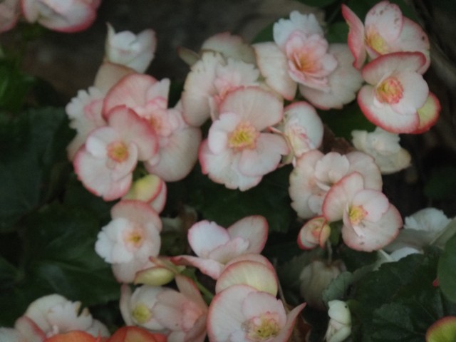 Name:  DSCF9529.jpg
Views: 271
Size:  62.8 KB
