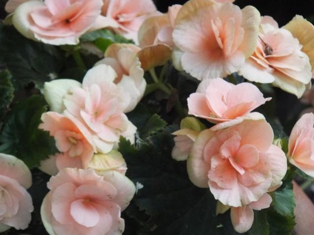 Name:  DSCF9531.jpg
Views: 226
Size:  36.8 KB