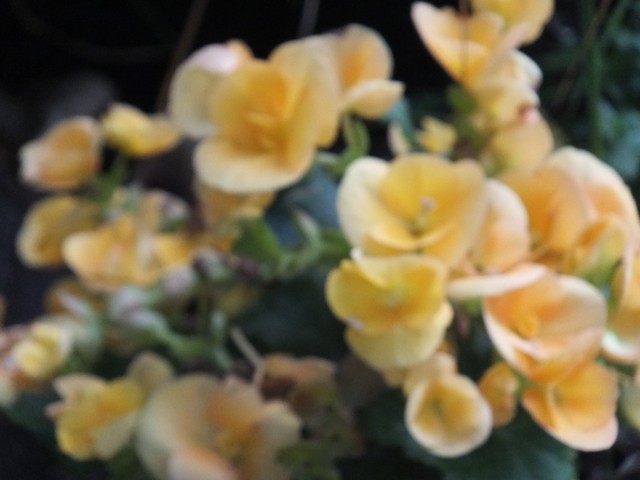 Name:  DSCF9532.jpg
Views: 225
Size:  58.1 KB