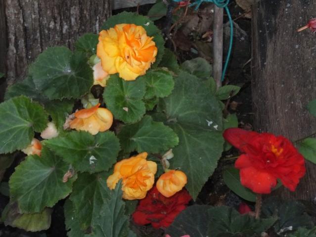 Name:  DSCF9538.jpg
Views: 216
Size:  42.9 KB