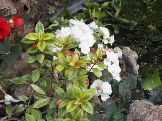 Name:  DSCF9542.jpg
Views: 220
Size:  57.5 KB