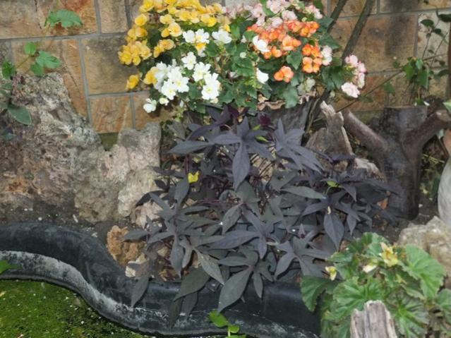 Name:  DSCF9543.jpg
Views: 214
Size:  60.3 KB