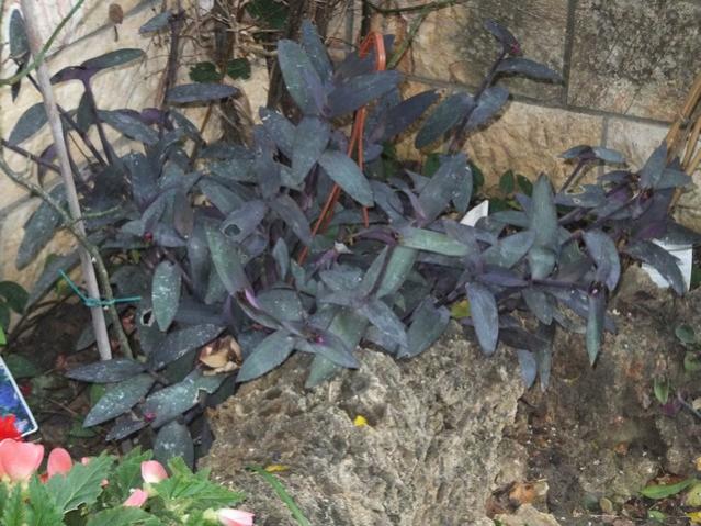 Name:  DSCF9548.jpg
Views: 218
Size:  62.7 KB