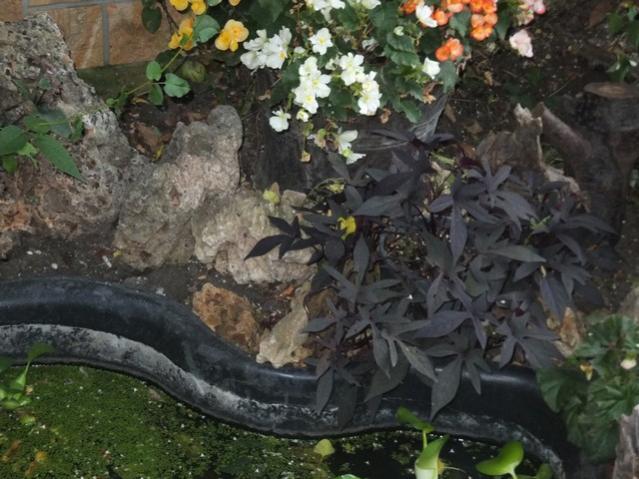 Name:  DSCF9549.jpg
Views: 227
Size:  55.2 KB