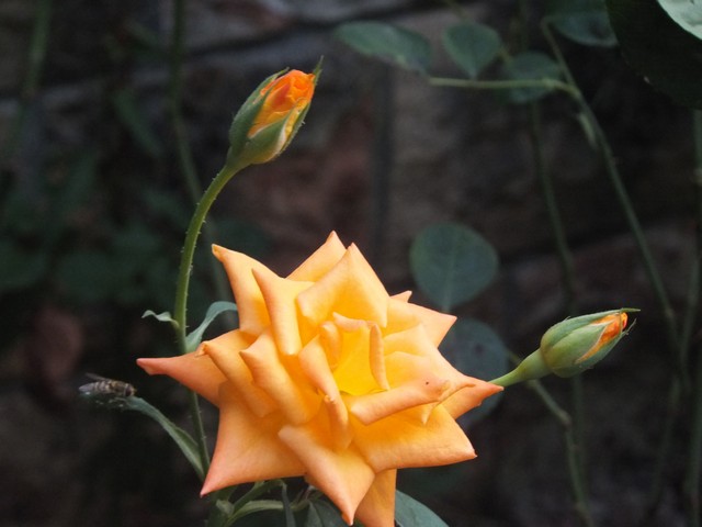 Name:  DSCF9551.jpg
Views: 239
Size:  58.8 KB