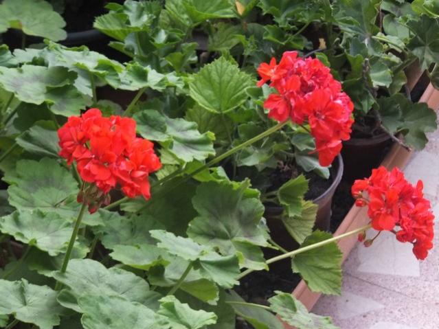 Name:  DSCF9554.jpg
Views: 222
Size:  53.3 KB