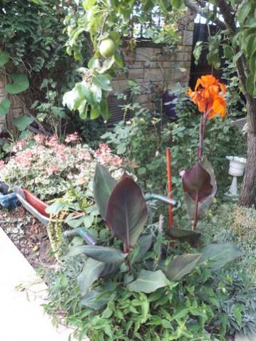 Name:  DSCF9560.jpg
Views: 225
Size:  44.2 KB