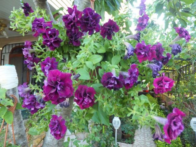 Name:  DSCF9624.jpg
Views: 257
Size:  69.5 KB