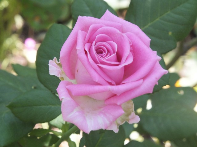 Name:  DSCF9660.jpg
Views: 281
Size:  64.4 KB