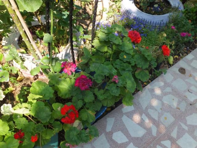 Name:  DSCF9666.jpg
Views: 167
Size:  62.7 KB