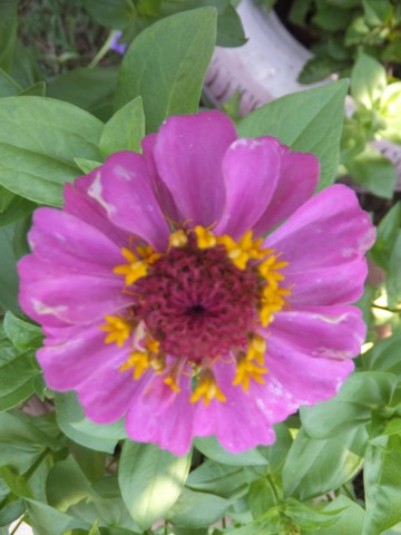 Name:  DSCF9676.jpg
Views: 170
Size:  51.2 KB