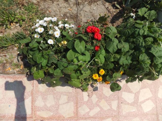 Name:  DSCF9743.jpg
Views: 183
Size:  64.4 KB
