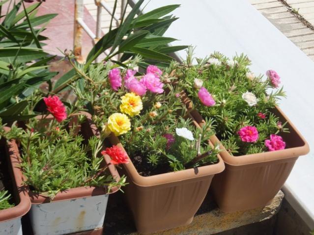 Name:  DSCF9748.jpg
Views: 187
Size:  57.9 KB