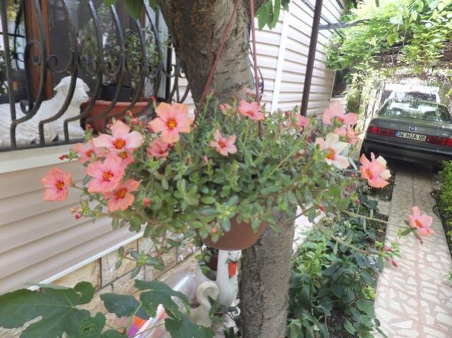Name:  DSCF9750.jpg
Views: 240
Size:  62.6 KB