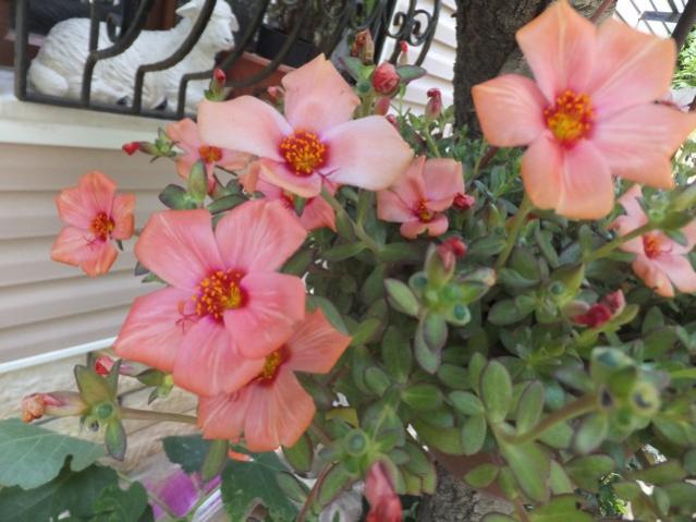 Name:  DSCF9752.jpg
Views: 229
Size:  47.2 KB