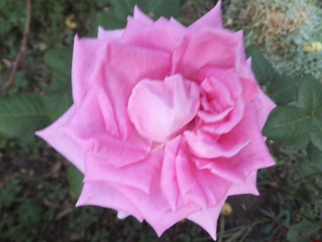 Name:  DSCF9778.jpg
Views: 173
Size:  64.4 KB
