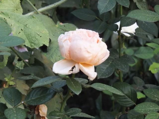 Name:  DSCF9781.jpg
Views: 168
Size:  38.9 KB