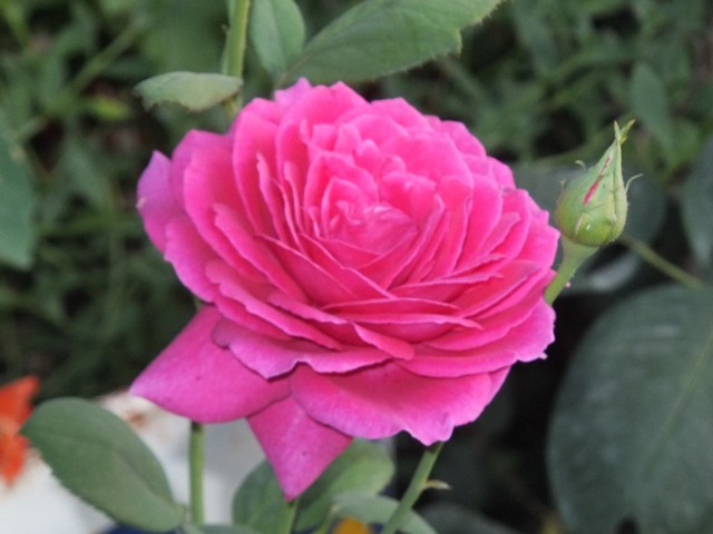 Name:  DSCF9787.jpg
Views: 168
Size:  64.5 KB