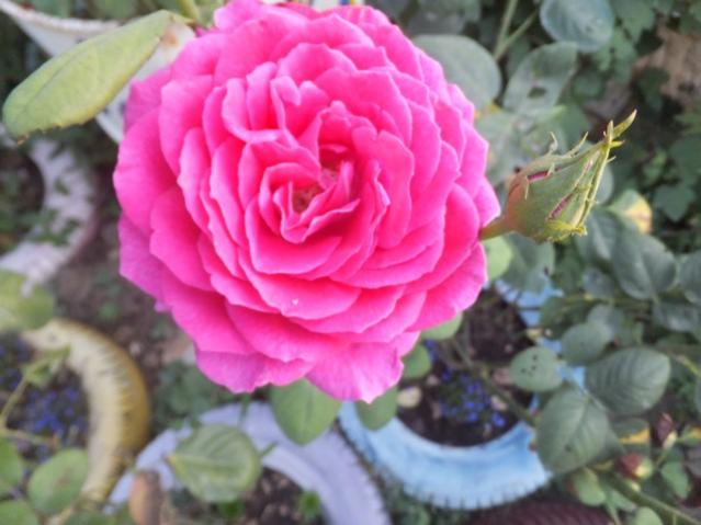 Name:  DSCF9786.jpg
Views: 352
Size:  40.1 KB