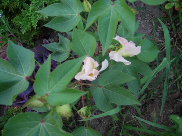 Name:  IMG_4429.jpg
Views: 839
Size:  45.1 KB