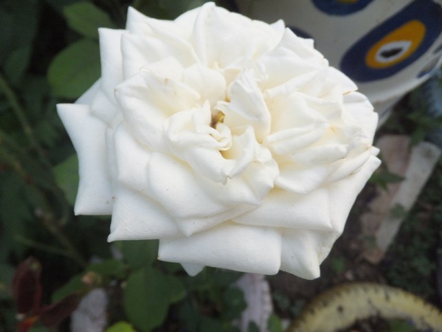 Name:  DSCF9796.jpg
Views: 300
Size:  55.8 KB