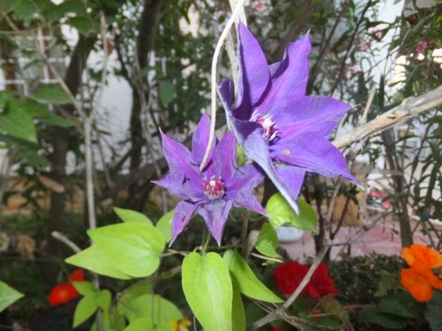 Name:  DSCF9799.jpg
Views: 305
Size:  51.5 KB