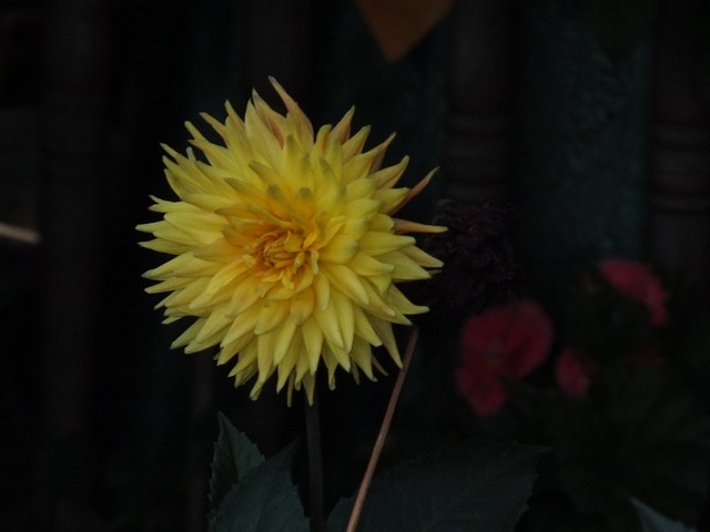 Name:  DSCF9821.jpg
Views: 290
Size:  48.6 KB