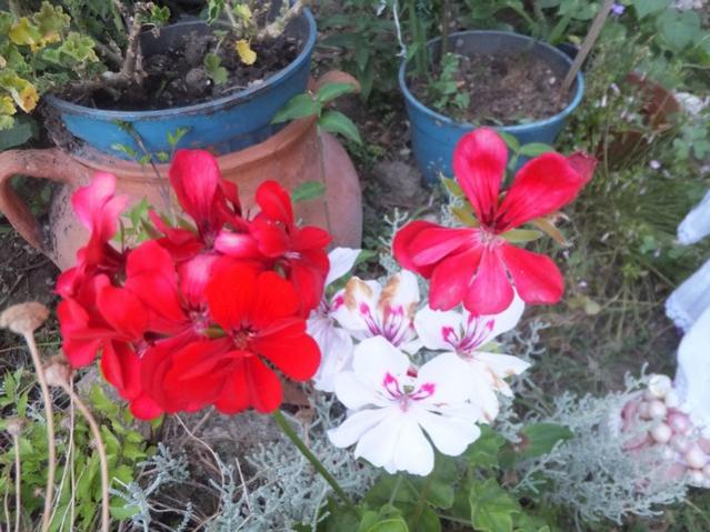 Name:  DSCF9826.jpg
Views: 311
Size:  57.5 KB