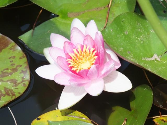 Name:  DSCF9838.jpg
Views: 290
Size:  37.3 KB