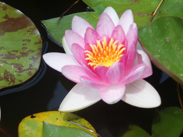 Name:  DSCF9839.jpg
Views: 313
Size:  69.3 KB