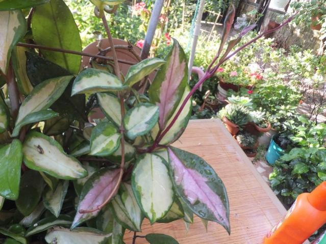 Name:  DSCF9859.jpg
Views: 292
Size:  62.9 KB