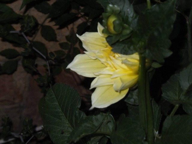 Name:  DSCF9878.jpg
Views: 293
Size:  57.7 KB