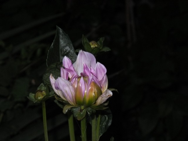 Name:  DSCF9881.jpg
Views: 302
Size:  47.0 KB