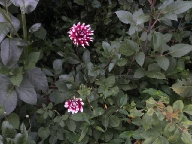 Name:  DSCF9882.jpg
Views: 281
Size:  43.1 KB