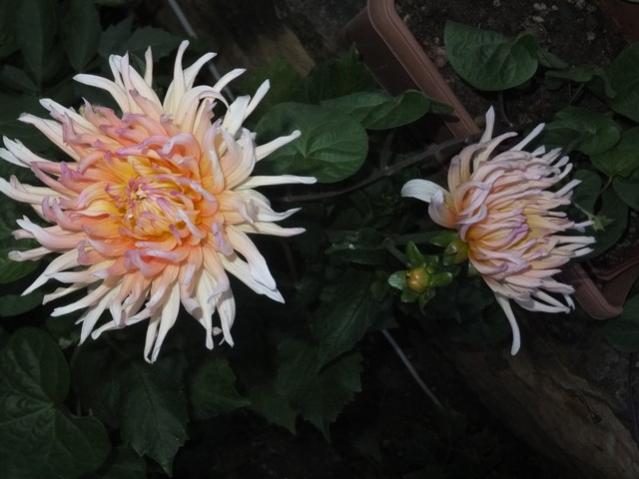 Name:  DSCF9883.jpg
Views: 294
Size:  38.9 KB
