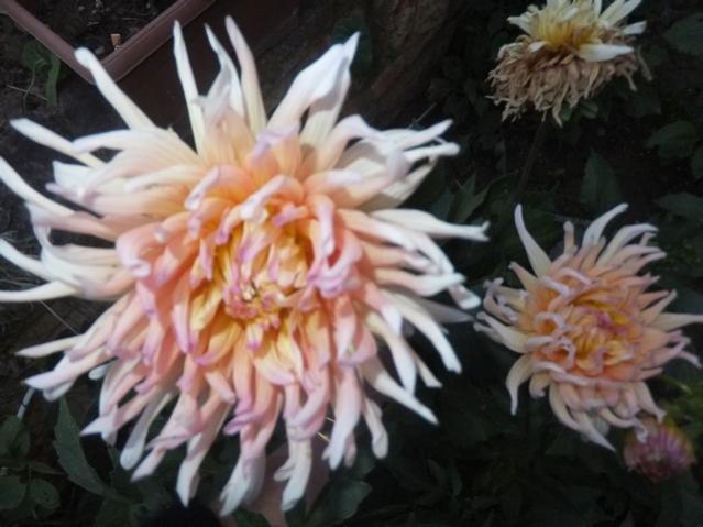 Name:  DSCF9884.jpg
Views: 293
Size:  42.7 KB