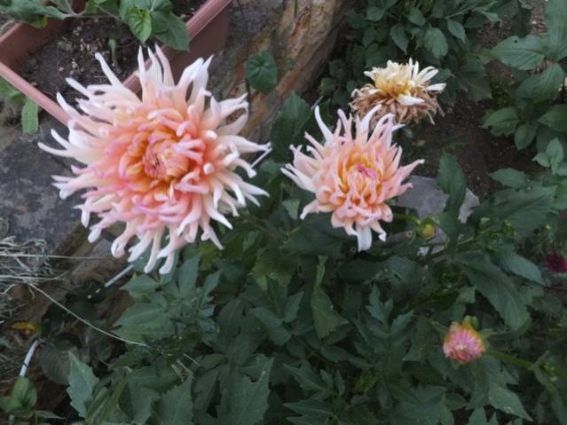 Name:  DSCF9885.jpg
Views: 289
Size:  49.9 KB