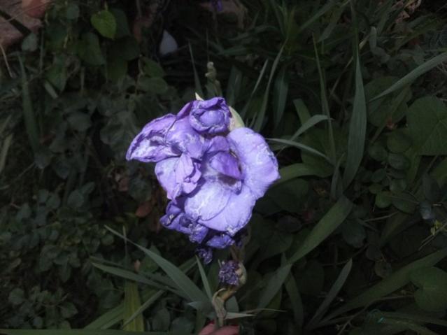 Name:  DSCF9887.jpg
Views: 761
Size:  34.0 KB