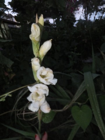 Name:  DSCF9888.jpg
Views: 292
Size:  43.3 KB
