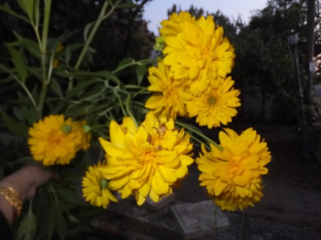 Name:  DSCF9907.jpg
Views: 297
Size:  35.5 KB
